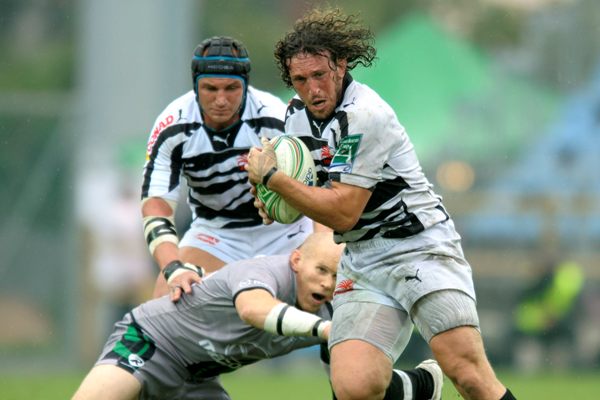 Bergamasco in Zebre Connacht di HC 456529077